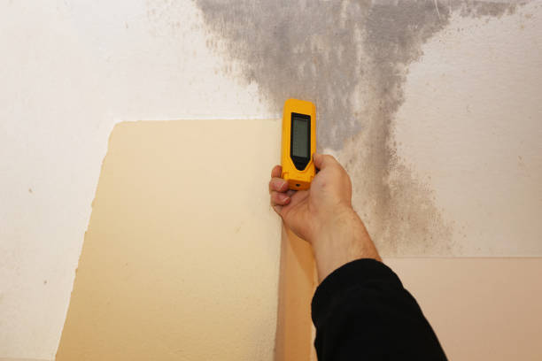Best Attic Mold Removal  in Maggie Valley, NC
