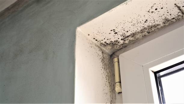 Best Air Quality Testing for Mold Spores  in Maggie Valley, NC