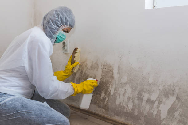 Best Post-Construction Mold Inspection  in Maggie Valley, NC