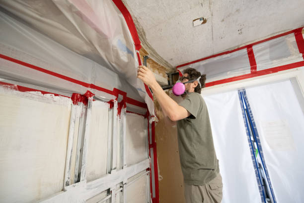 Trusted Maggie Valley, NC Mold Removal Experts