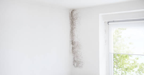 Best Water Damage & Mold Remediation  in Maggie Valley, NC