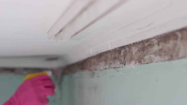 Best Mold Odor Removal Services  in Maggie Valley, NC